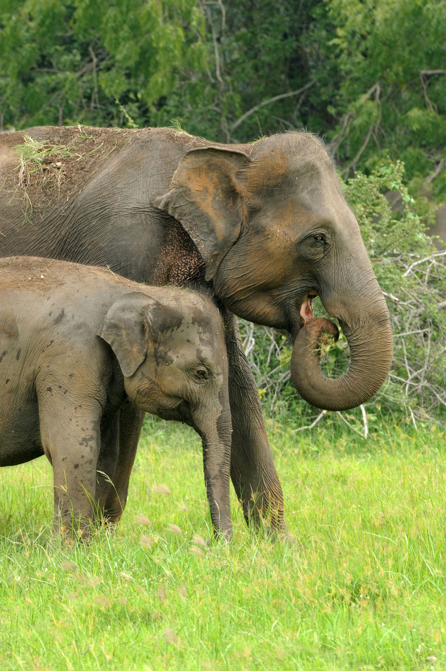 Sri Lanka Tours